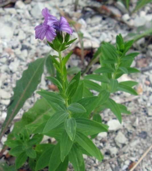 Chi conosce questo fiore?